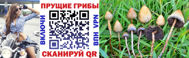 Псилоцибиновые грибы GOLDEN TEACHER  наркошоп  Северодвинск 